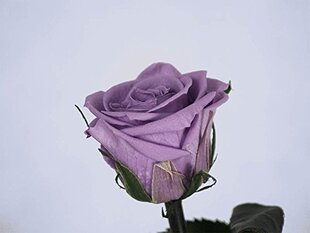 Dekoratiivne roos Amorosa Standard Lilac hind ja info | Uinuvad roosid, taimed | kaup24.ee