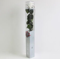 Dekoratiivne roos Amorosa Standard White hind ja info | Uinuvad roosid, taimed | kaup24.ee