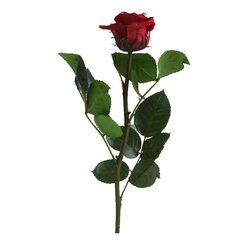 Dekoratiivne roos Amorosa Mini Burgundy hind ja info | Uinuvad roosid, taimed | kaup24.ee