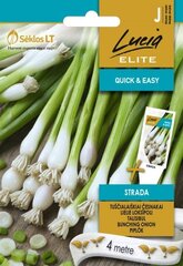 Talisibul Strada hind ja info | Maitsetaimede seemned | kaup24.ee