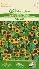 Lamav sanvitaalia Orange hind ja info | Lilleseemned | kaup24.ee