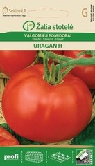 Tomat Uragan H hind ja info | Köögivilja-, marjaseemned | kaup24.ee