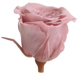 Stabiliseeritud roosid Princess, 16 tk, Cherry Blossom hind ja info | Uinuvad roosid, taimed | kaup24.ee