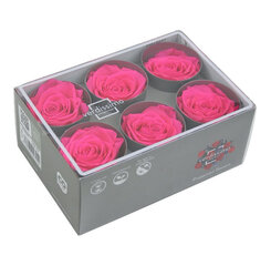 Stabiliseeritud roosid Standard 6 tk., ereroosa hind ja info | Uinuvad roosid, taimed | kaup24.ee