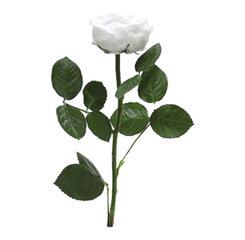 Stabiliseeritud mini pojengroos Amorosa, valge hind ja info | Uinuvad roosid, taimed | kaup24.ee