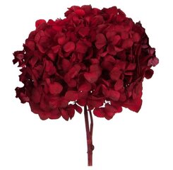 Stabiliseeritud Standard Hortensia, punane hind ja info | Uinuvad roosid, taimed | kaup24.ee