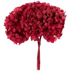 Stabiliseeritud Standard Hortensia, tumeroosa hind ja info | Uinuvad roosid, taimed | kaup24.ee