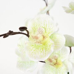 Kunstlik orhidee oksake hind ja info | Kunstlilled | kaup24.ee