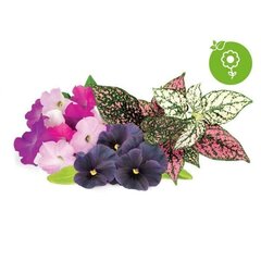 Click and Grow Smart Garden Refill 9 pakendit erinevate lillede komplekt hind ja info | Nutipotid ja seemned | kaup24.ee