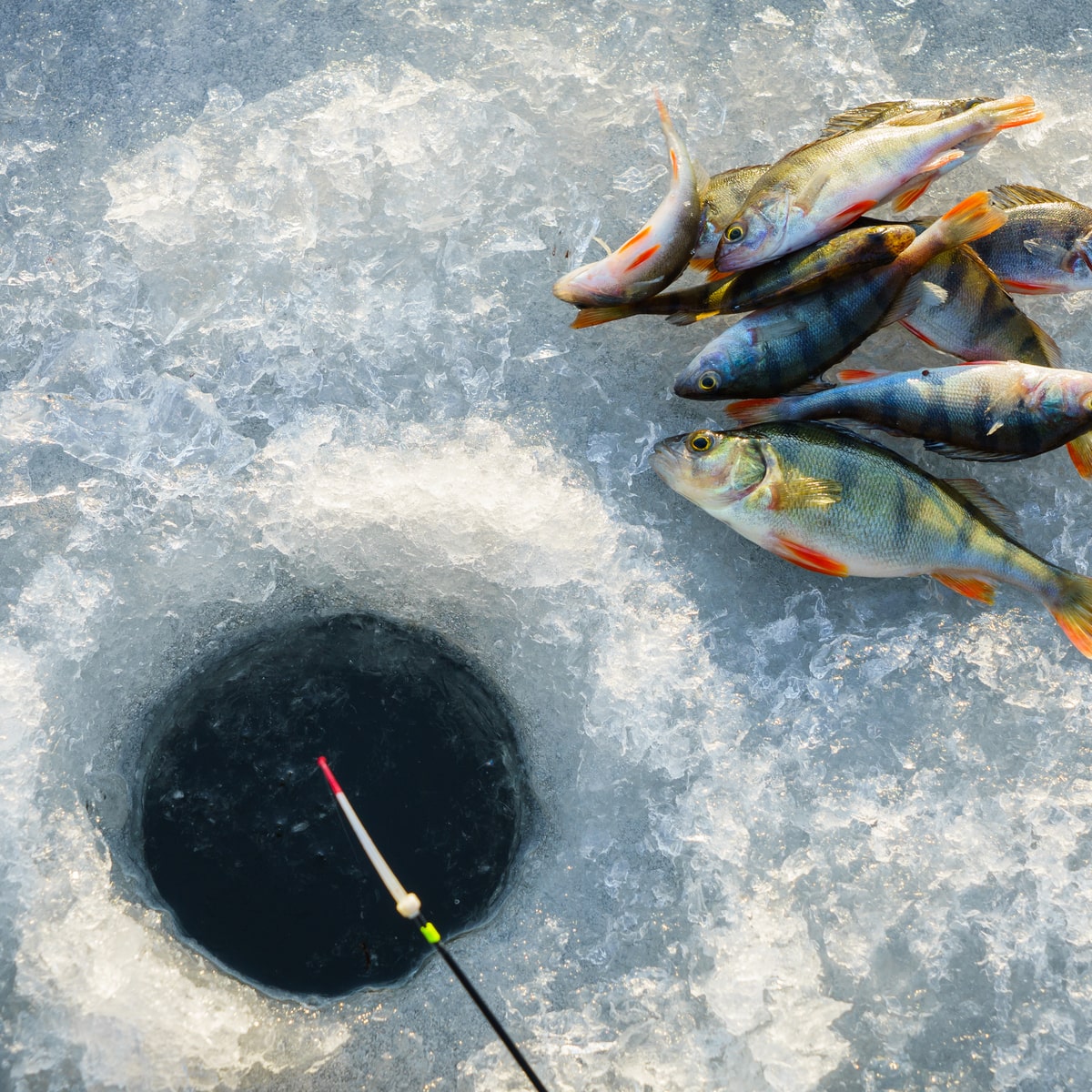 jääaugu kalapüük